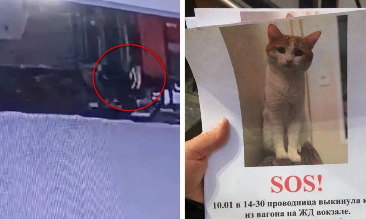 Кошка есть орфограмма. Кошка есть орфограмма