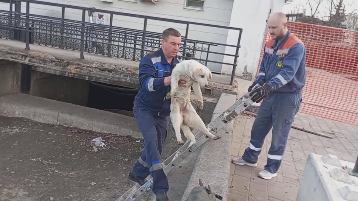 Спасатели в Липецкой области вызволяют животных из беды